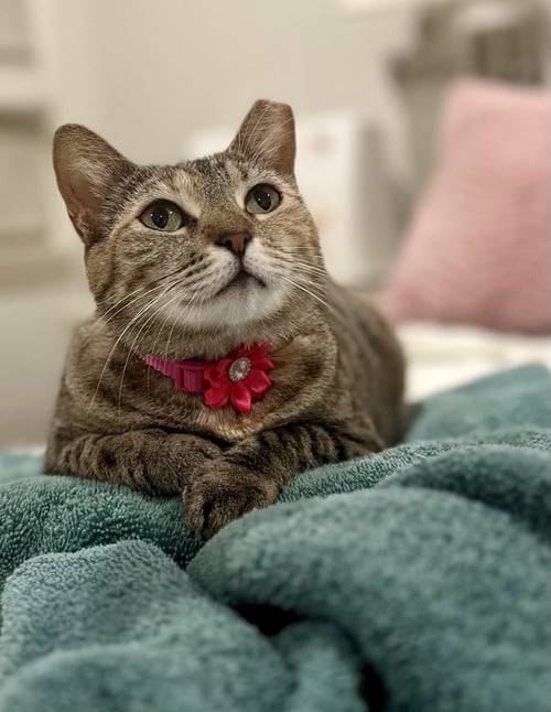 PENNY - Domestic Short Hair / Tiger available for adoption