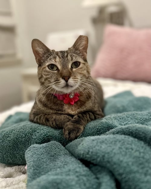 PENNY - Domestic Short Hair / Tiger available for adoption