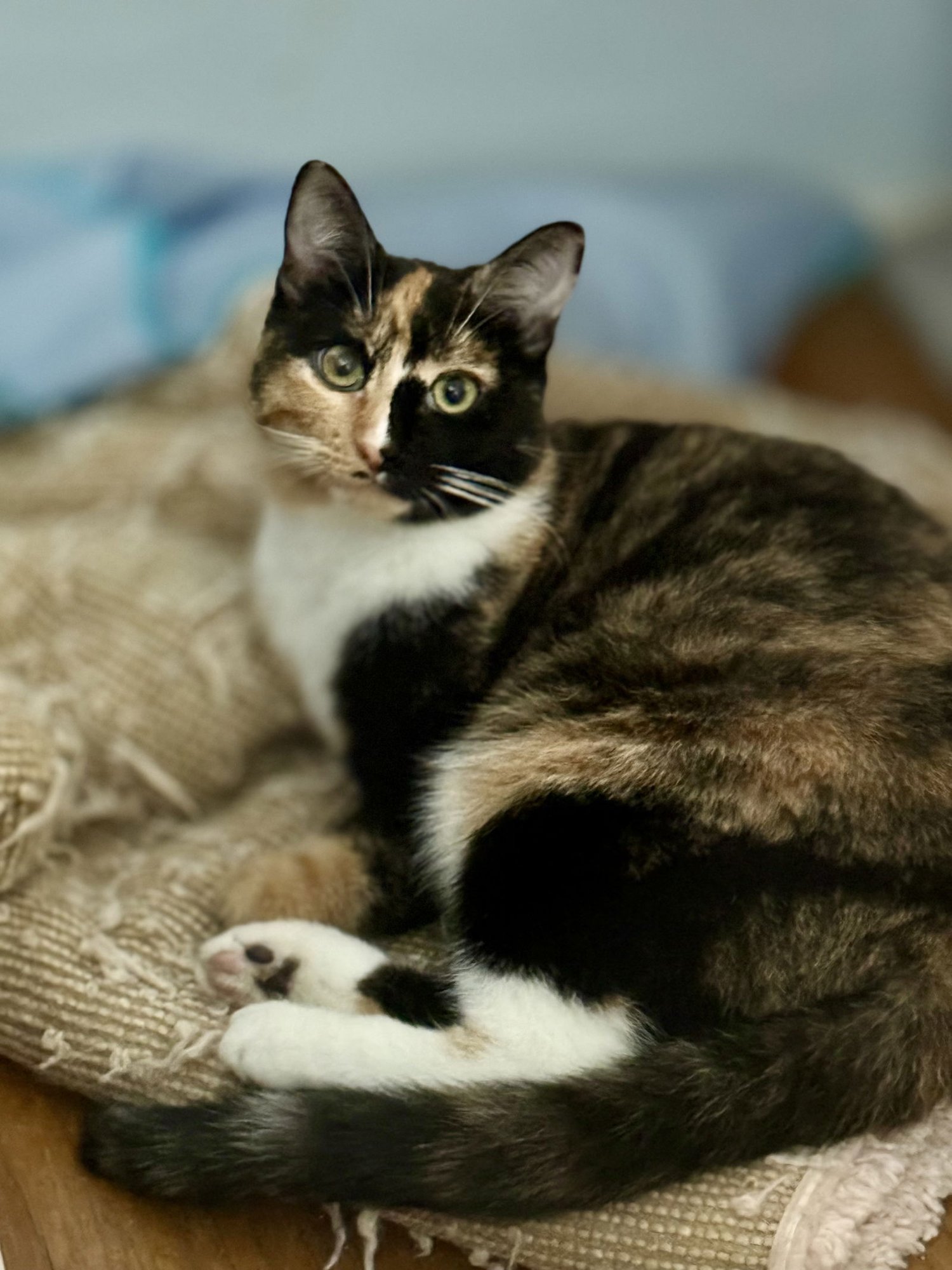 BELLI - Domestic Short Hair / Calico for adoption in Long Beach