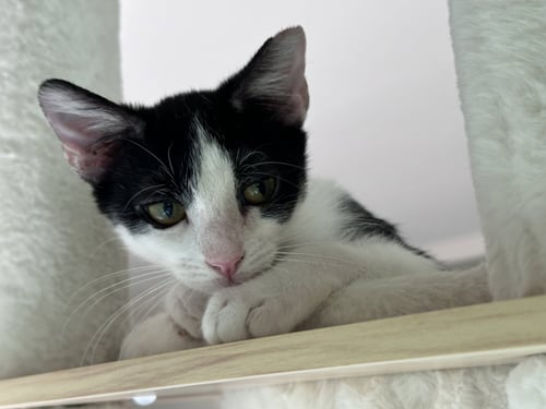 TINI - Tuxedo / Domestic Short Hair available for adoption