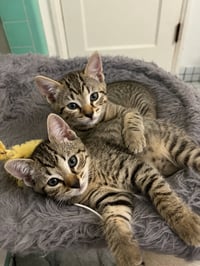 Honey & Bear - Photo 1