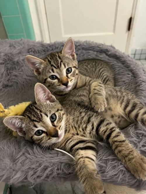 HONEY & BEAR - Domestic Short Hair / Domestic Short Hair available for adoption
