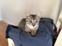Honey & Bear - Photo 4