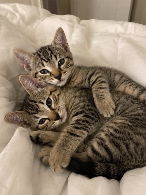 HONEY & BEAR - Domestic Short Hair / Domestic Short Hair available for adoption