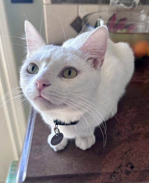 MILKY MAN - Domestic Short Hair / European Shorthair for adoption in Long Beach
