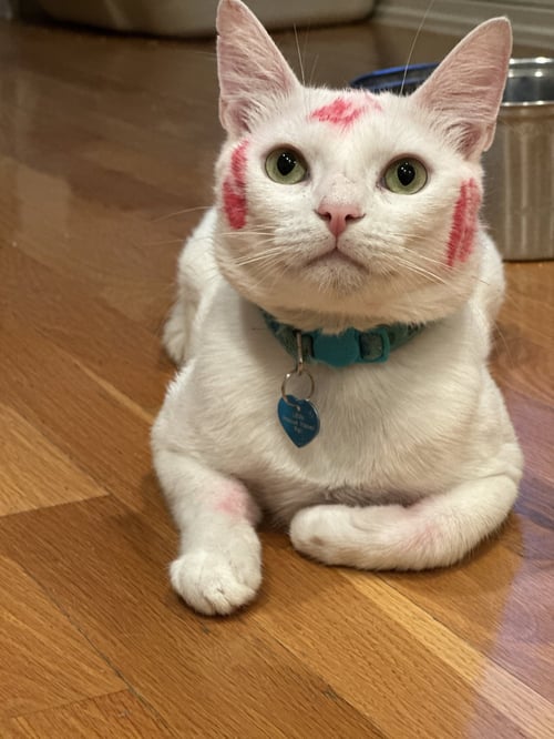 MILKY MAN - Domestic Short Hair / European Shorthair available for adoption
