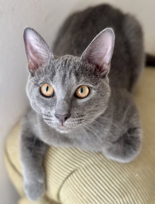MISTY AND MAMA BELLA - Russian Blue / Chartreux available for adoption