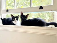 Mr Bing Bing & Ms Ming Ming - Photo 3