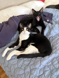 Mr Bing Bing & Ms Ming Ming - Photo 2