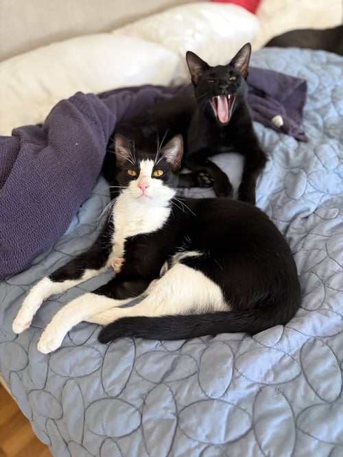 MR BING BING & MS MING MING - Tuxedo / Domestic Short Hair available for adoption