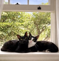 Mr Bing Bing & Ms Ming Ming - Photo 1