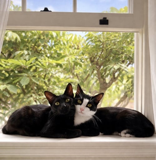 MR BING BING & MS MING MING - Tuxedo / Domestic Short Hair available for adoption