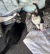 Mr Bing Bing & Ms Ming Ming - Photo 4