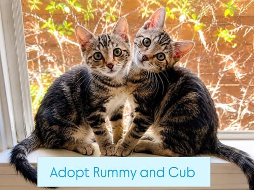 RUMMY & KUB - Tiger / Domestic Short Hair available for adoption