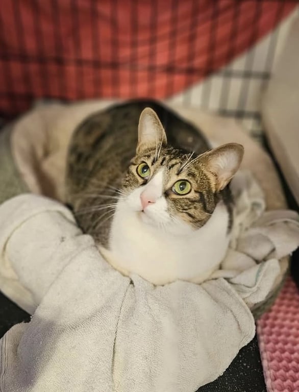Bella Image