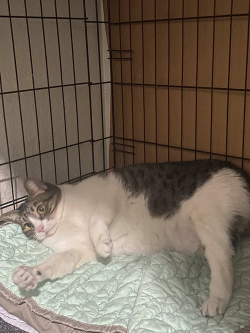 BELLA - Domestic Short Hair available for adoption