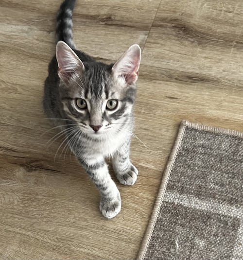 ELLISON & FITZ - Domestic Short Hair / Tabby available for adoption