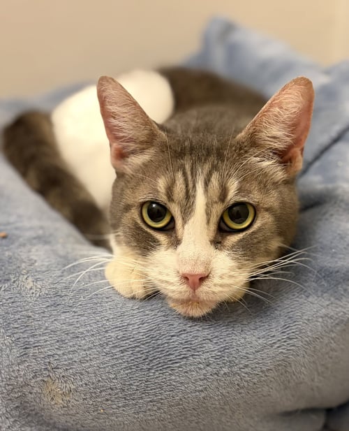 SNOOKI - Domestic Short Hair available for adoption