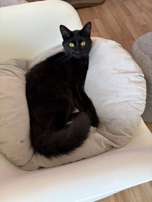 FIG - Maine Coon / Siamese available for adoption