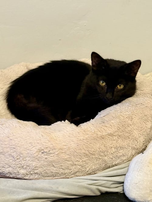 FIG - Maine Coon / Siamese available for adoption