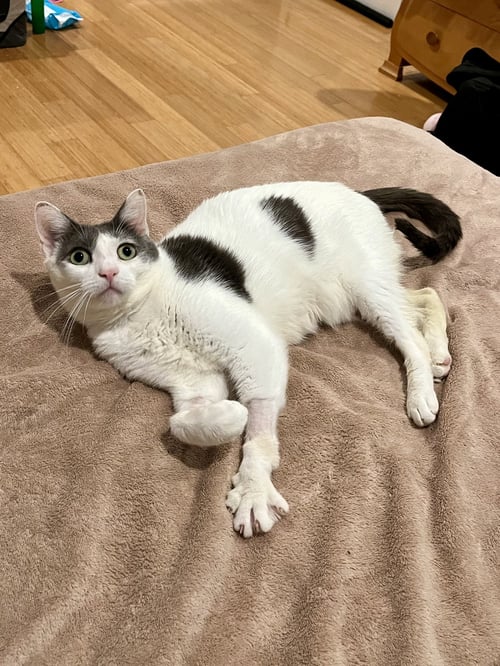 CLOVER - Domestic Short Hair available for adoption