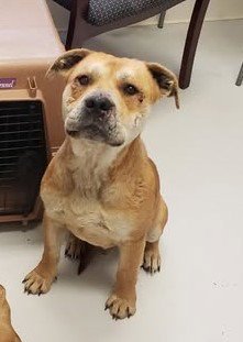SHORTY - Bulldog / American Pit Bull Terrier available for adoption