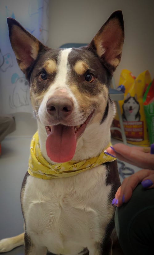 KATIE - Husky / Collie available for adoption