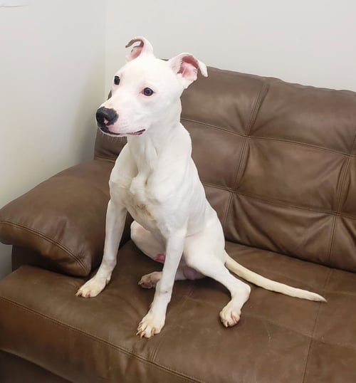 OLLIE **PRISON PROGRAM - American Pit Bull Terrier / Whippet available for adoption