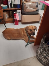 Dasher - Photo 2