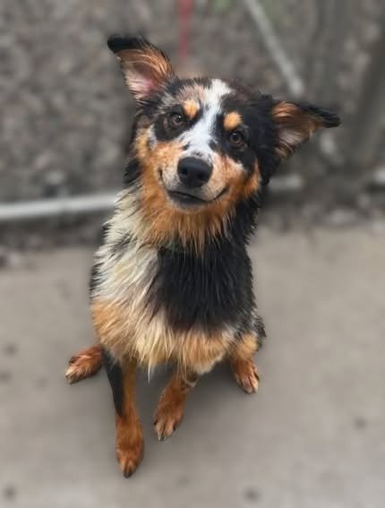 SIMON - Australian Shepherd available for adoption