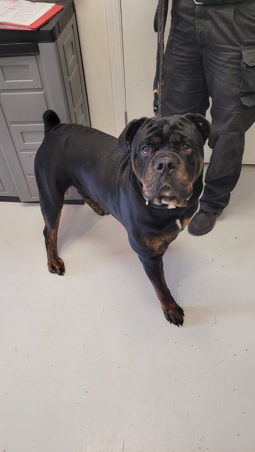 OBI - Rottweiler available for adoption