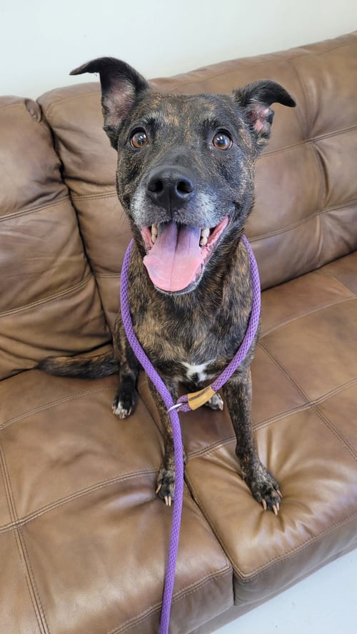EVIE - Dutch Shepherd available for adoption