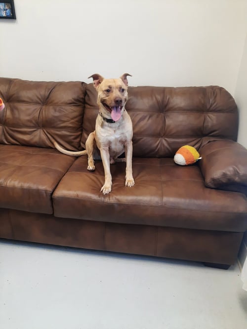RUMBLES - American Pit Bull Terrier available for adoption