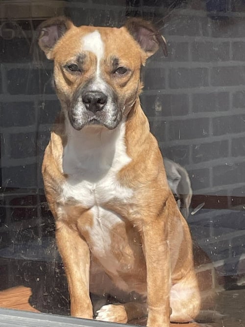 CLEO - Bulldog / American Pit Bull Terrier available for adoption