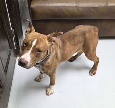 COCO - American Pit Bull Terrier available for adoption