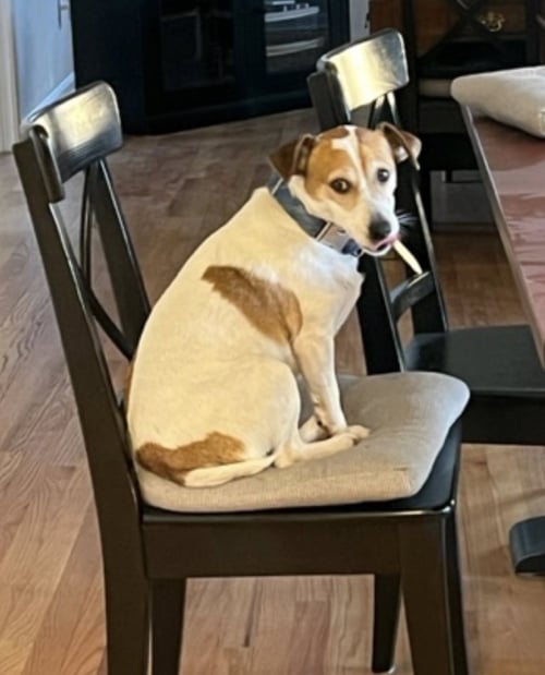 ROCKET * - Parson Russell Terrier available for adoption