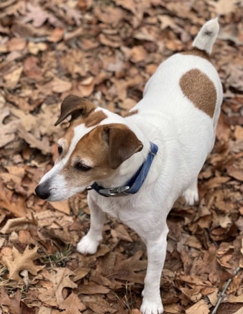 ROCKET * - Parson Russell Terrier available for adoption