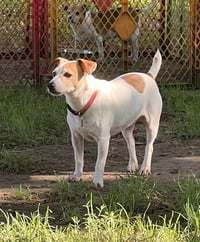 Rocket * - Photo 4