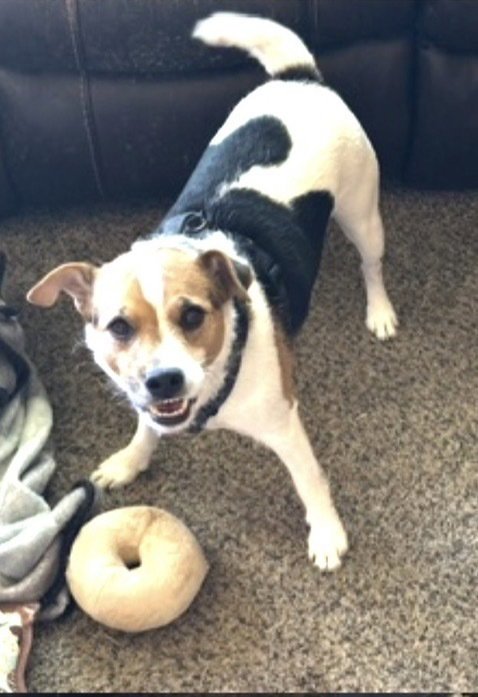 DUDE - Jack Russell Terrier available for adoption