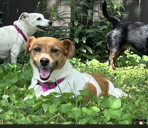 CLOVER~ - Jack Russell Terrier available for adoption
