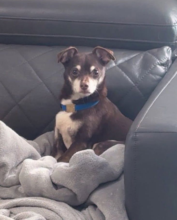 JAX~ - Chihuahua available for adoption