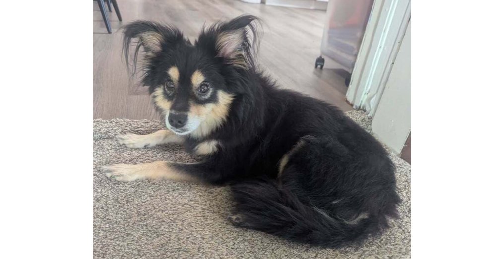 LUNA (JINXY)~ - Pomeranian / Chihuahua available for adoption