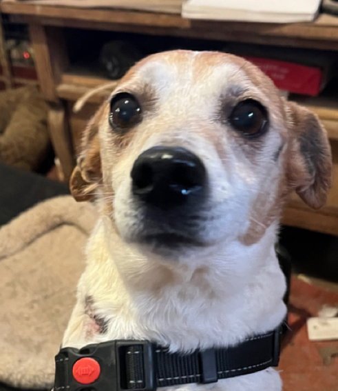 Toby * Image