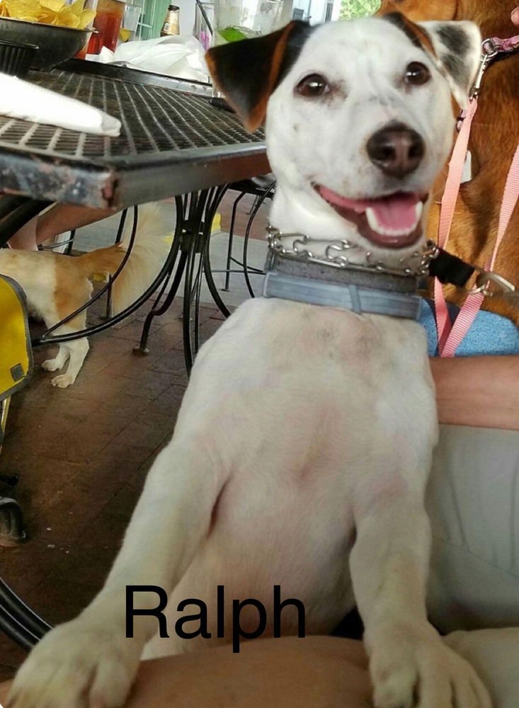 RALPH * - Parson Russell Terrier available for adoption