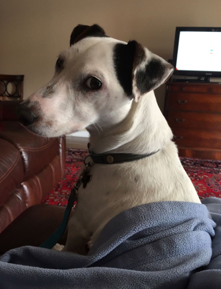 RALPH * - Parson Russell Terrier available for adoption