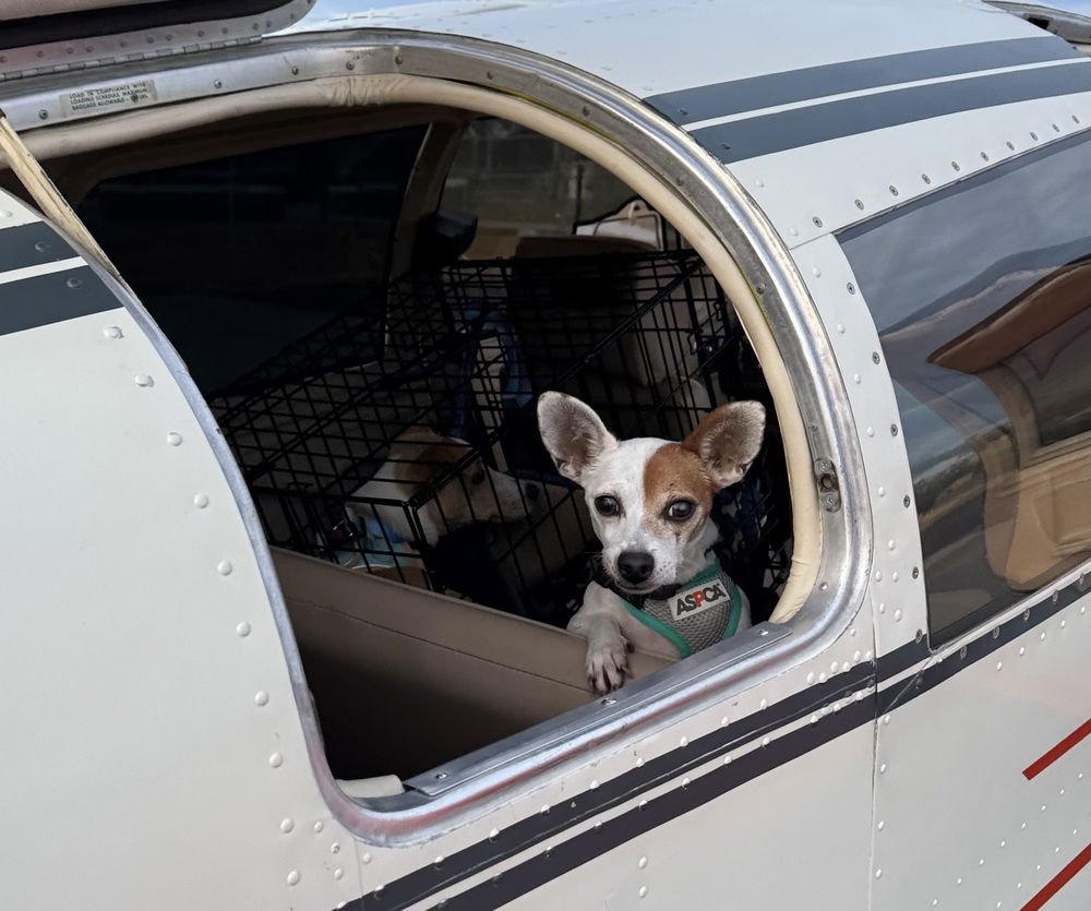 RANDY DD~ - Rat Terrier / Chihuahua available for adoption