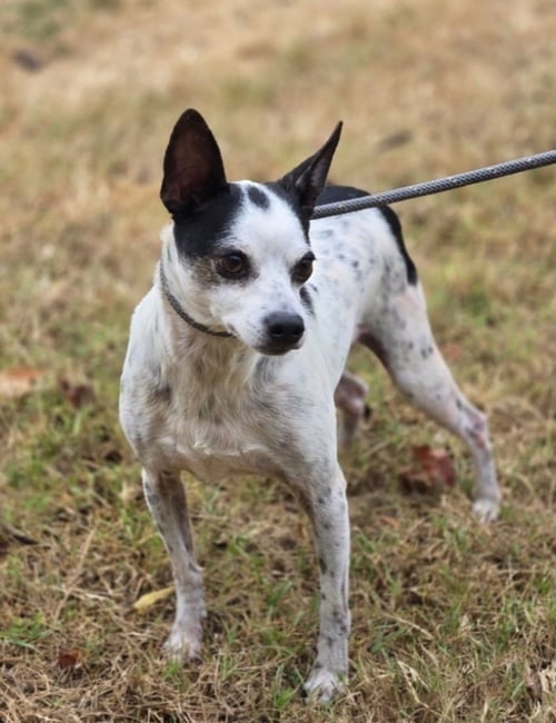 SPOT * - Jack Russell Terrier / Rat Terrier available for adoption