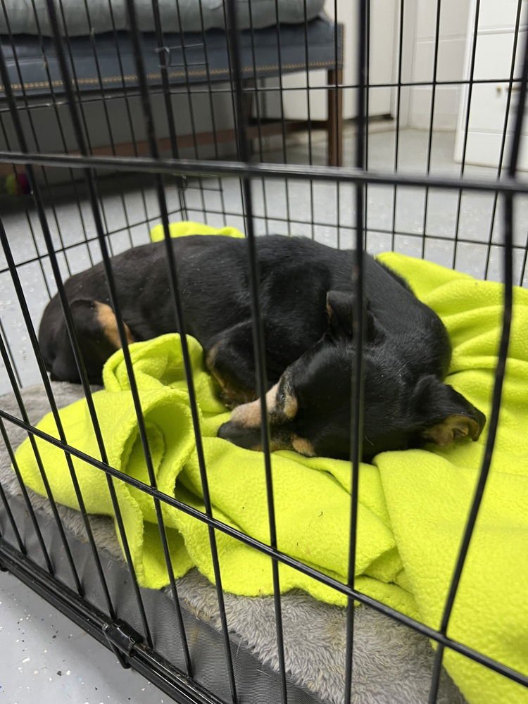 SI DD~ - Dachshund / Miniature Pinscher available for adoption