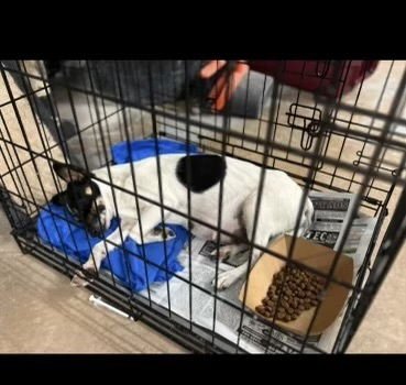 AUGUSTINA+~ - Rat Terrier available for adoption