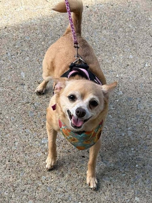 CHLOE AKA (LIGHTING)~ - Chihuahua available for adoption